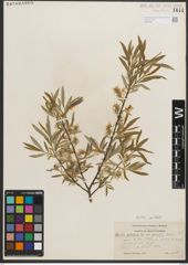 Foto von Salix petiolaris Sm.